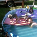 Puppies and Pool.