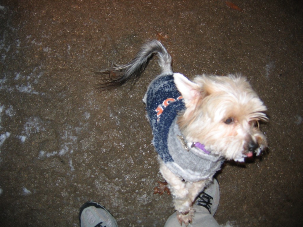 Scoobs snow wiskers.