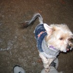 Scoobs snow wiskers.